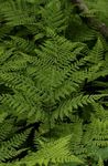 Photo Diplazium sibiricum, green Ferns
