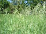 Photo Scented holy grass, Sweetgrass, Seneca Grass, Vanilla Grass, Buffalo Grass, Zebrovka, light green Cereals