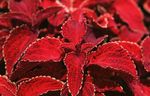 Photo Coleus, Flame Nettle, Painted Nettle, red Leafy Ornamentals