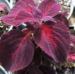 Photo Coleus, Flame Nettle, Painted Nettle, burgundy,claret Leafy Ornamentals