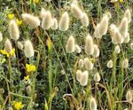 Photo Hare's Tail Grass, Bunny Tails, light green Cereals