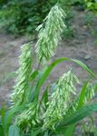 Photo Goldentop, green Cereals