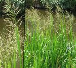 Photo Striped Manna Grass, Reed Manna Grass, green Aquatic Plants