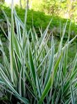Photo Striped Manna Grass, Reed Manna Grass, multicolor Aquatic Plants