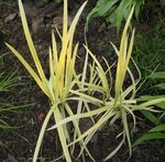 Photo Striped Manna Grass, Reed Manna Grass, yellow Aquatic Plants