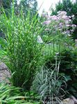Photo Eulalia, Maiden Grass, Zebra Grass, Chinese Silvergrass, multicolor Cereals