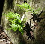 Photo Common polypody, Rock Polypody, green Ferns