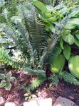 Photo Hard shield fern, Soft shield fern, dark green 