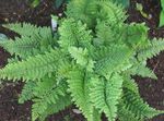 Photo Hard shield fern, Soft shield fern, green 