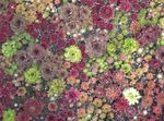 Photo Houseleek, burgundy,claret Succulents