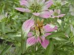 Photo Bergamot, Horsemint, Spotted Beebalm, Bee Balm, multicolor Leafy Ornamentals