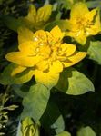 Photo Cushion spurge, yellow Leafy Ornamentals