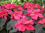 Photo Poinsettia, Noche Buena, , Christmas flower, red Leafy Ornamentals