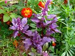 Photo Basil, purple Leafy Ornamentals