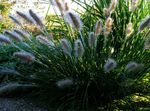 Photo Chinese fountain grass, Pennisetum, green Cereals