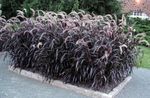 Photo Chinese fountain grass, Pennisetum, burgundy,claret Cereals