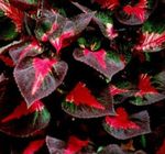 Photo Beef steak Plant, multicolor Leafy Ornamentals