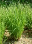 Photo Nickendes Perlgras, Mountain Melic Grass, light green Cereals