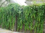 Photo English Ivy, Common Ivy, green Leafy Ornamentals