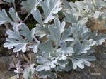 Photo Mugwort dwarf, silvery Leafy Ornamentals