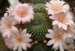 Photo Crown Cactus, pink 