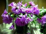 Photo Easter Cactus, lilac 