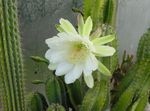 Photo Peruvian Apple, white desert cactus