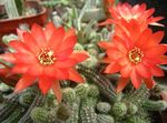 Photo Thistle Globe, Torch Cactus, red 
