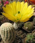 Photo Hedgehog Cactus, Lace Cactus, Rainbow Cactus, yellow 