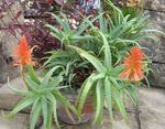 Photo Aloe, red succulent