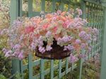 Photo Sedum, pink succulent