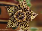 Photo Carrion Plant, Starfish Flower, Starfish Cactus, brown succulent