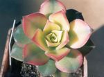 Photo Velvet Rose, Saucer Plant, Aeonium, white succulent