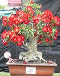 Photo Desert Rose, red succulent