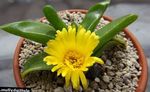 Photo Glottiphyllum, yellow succulent