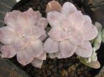 Photo Ghost Plant, Mother-of-Pearl Plant, pink succulent
