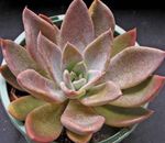 Photo Ghost Plant, Mother-of-Pearl Plant, pink succulent