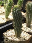 Photo Hoodia, bándearg cactus desert