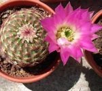Photo Astrophytum, pink desert cactus