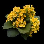 Photo Kalanchoe, yellow succulent