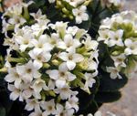 Photo Kalanchoe, white succulent