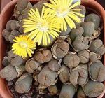 Photo Pebble Plants, Living Stone, yellow succulent