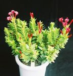 Photo Rochea, red succulent