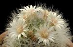 Photo Old lady cactus, Mammillaria, white 