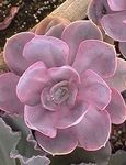 Photo Hens & Chicks, Mexican Snowball, orange succulent