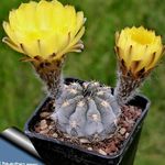 Photo Acanthocalycium, yellow desert cactus