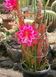 Photo Strap Cactus, Orchid Cactus, pink 