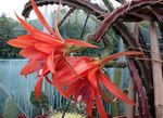 Photo Sun Cactus, red 