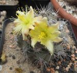 Photo Copiapoa, yellow desert cactus
