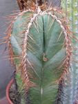 Fil Lemaireocereus, vit ödslig kaktus